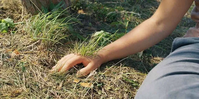ما-الذي-يحدث-مع-تلك-القبيلة-مشهد-العشب-اليد-فيلم-Midsommar-2019